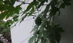 爬上窗台吃瓜,一场别开生面的高空“吃瓜”奇遇