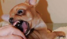 小伙吃瓜被狗咬,小伙吃瓜不慎遭遇狗狗咬伤