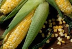 吃瓜的苞米女王,吃瓜界的风云人物