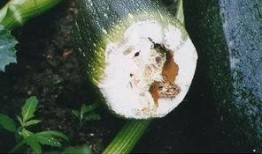 吃瓜烂瓜是什么瓜,探寻瓜类美食的奥秘与趣味