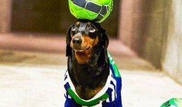 腊肠犬吃瓜,瓜果飘香中的欢乐时光