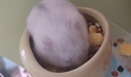 宠物老鼠吃瓜,趣味横生的宠物日常