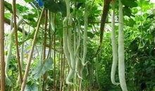 长蛇瓜怎么吃,探索美味与营养的完美结合