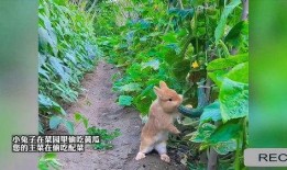 兔子吃瓜行吗,趣味横生的生态奇观