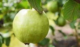 怀孕前三个月吃哈密瓜,营养与健康的守护者