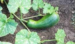 瓠瓜可以炒着吃吗,炒制美味佳肴