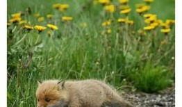 狐狸吃瓜,瓜界风云再起