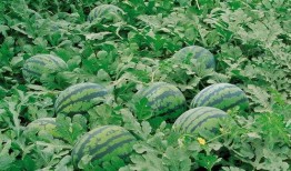 梦见摘捎瓜吃,揭秘摘捎瓜吃的神秘寓意