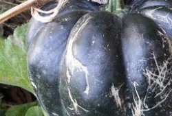 小孩吃方瓜好吗,适合小孩食用