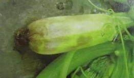 吃瓜烂瓜是什么瓜,探寻瓜类美食的奥秘与趣味