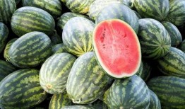 世上最震撼的吃瓜视频,全球瞩目！揭秘史上最震撼吃瓜视频背后的惊人真相