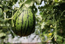 视频吃瓜的危害,揭秘视频吃瓜的危害