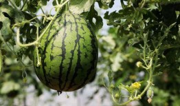 视频吃瓜的危害,揭秘视频吃瓜的危害