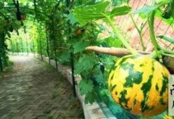 有趣的吃瓜构图