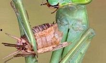 螳螂吃瓜图片大全,自然界的餐桌奇观