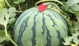 在家吃瓜闲时赏花,在家吃瓜赏花，尽享生活雅趣