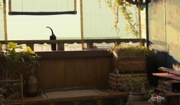 黑猫吃瓜网站,揭秘娱乐圈幕后真相，带你领略明星们的真实生活