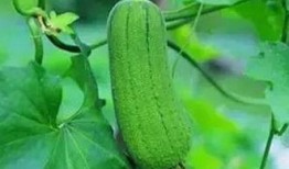 吃三瓜降血压吗怎么吃,科学搭配，轻松降血压的饮食之道”