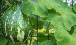 夏日吃瓜搞笑时刻,搞笑吃瓜时刻大盘点