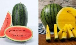 吃瓜烂瓜是什么瓜,探寻瓜类美食的奥秘与趣味