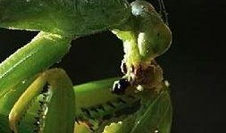 螳螂吃瓜图片大全,自然界的餐桌奇观