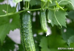 吃瓜打架网站推荐大全,吃瓜打架网站推荐大全，揭秘热门话题与热门人物！