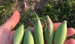 凌源有什么瓜吃,探寻当地美味瓜果之旅