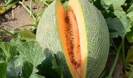 吃哈密瓜脸会,揭秘吃哈密瓜脸的秘密