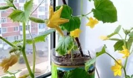 爬上窗台吃瓜,一场别开生面的高空“吃瓜”奇遇