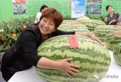 单位组织吃瓜比赛,单位组织吃瓜大赛，趣味横生共度清凉时光