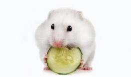 仓鼠吃小瓜,揭秘仓鼠饮食新趋势
