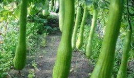 有伤口可以吃瓜,这些瓜类食物助力恢复