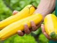 香蕉瓜如何吃,香蕉瓜的多重美味吃法探索