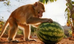 小崔猴子吃瓜视频,揭秘娱乐圈幕后真相