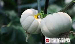 潍坊吃瓜网红,带你领略当地美食风情