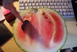 蒙古哥吃瓜,揭秘草原上的娱乐新风尚