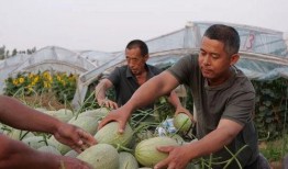 上赖村吃瓜,瓜果飘香，共享田园生活