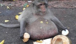 小崔猴子吃瓜视频,揭秘娱乐圈幕后真相