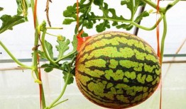 吃瓜凤凰,娱乐圈幕后风云大揭秘