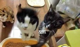 猫吃瓜被打,一场意外的“瓜界风波”