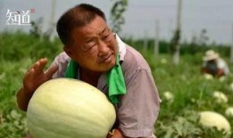 农民吃瓜群众,见证乡村振兴的生动画卷