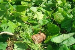 黄毛吃瓜,揭秘娱乐圈的幕后故事