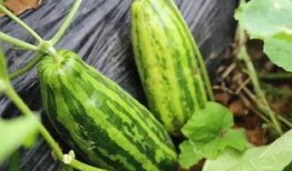 婆婆梦见分瓜吃瓜啥意思,婆婆梦见分瓜吃瓜的寓意与启示