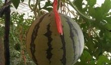 吊瓜外皮可以吃吗怎么吃,健康美味两不误