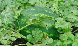 视频吃瓜的危害,揭秘视频吃瓜的危害