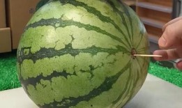 山东吃高瓜吗,探寻高瓜的独特风味