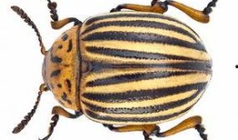 甲虫吃梨瓜吗,自然界的奇妙互动