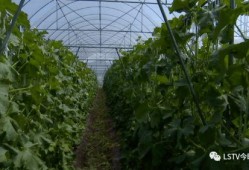 西昌街头吃瓜,市民共享夏日清凉时光