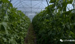 西昌街头吃瓜,市民共享夏日清凉时光