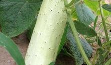 菜园小瓜怎么吃,创意烹饪指南